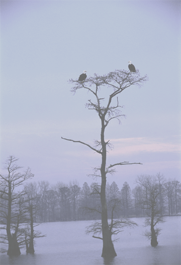 Bald-Eagles-USFWS