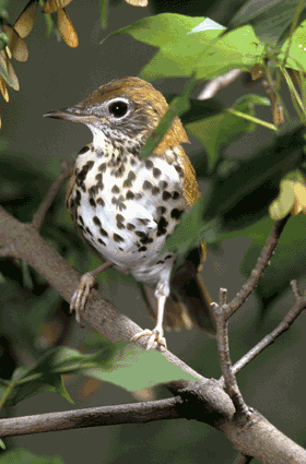wood-thrush-usfws