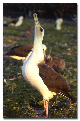 1-Laysan Albatross skypointing