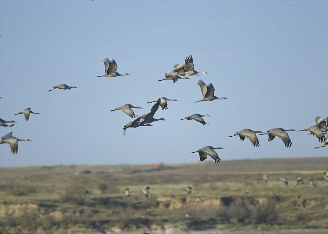3500-sandhill-cranes