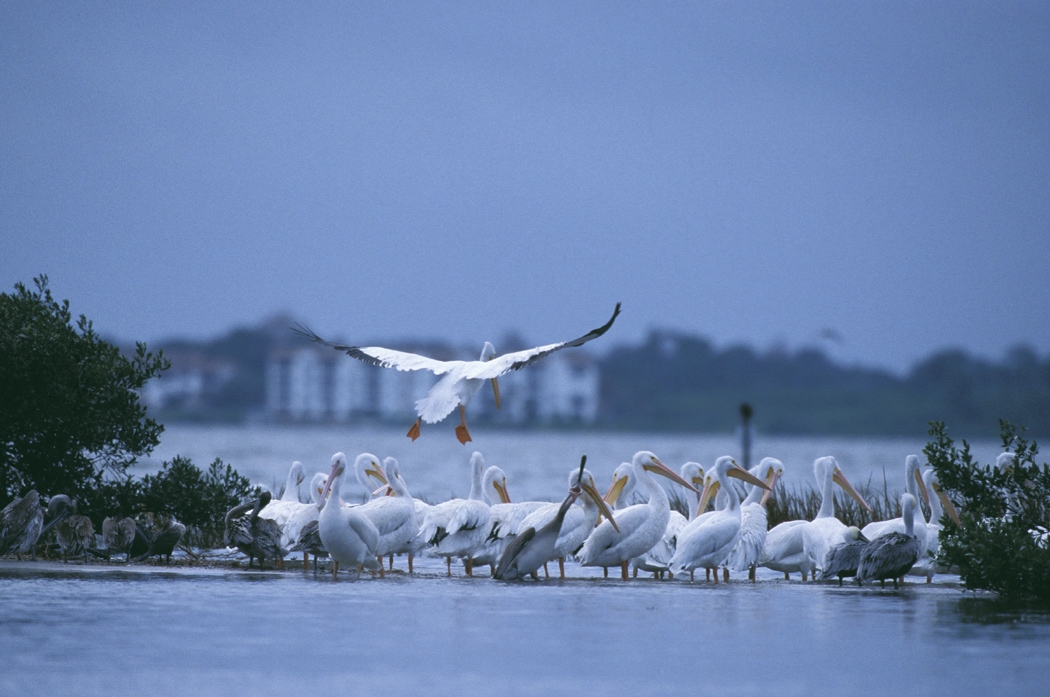 3500-white-pelicans
