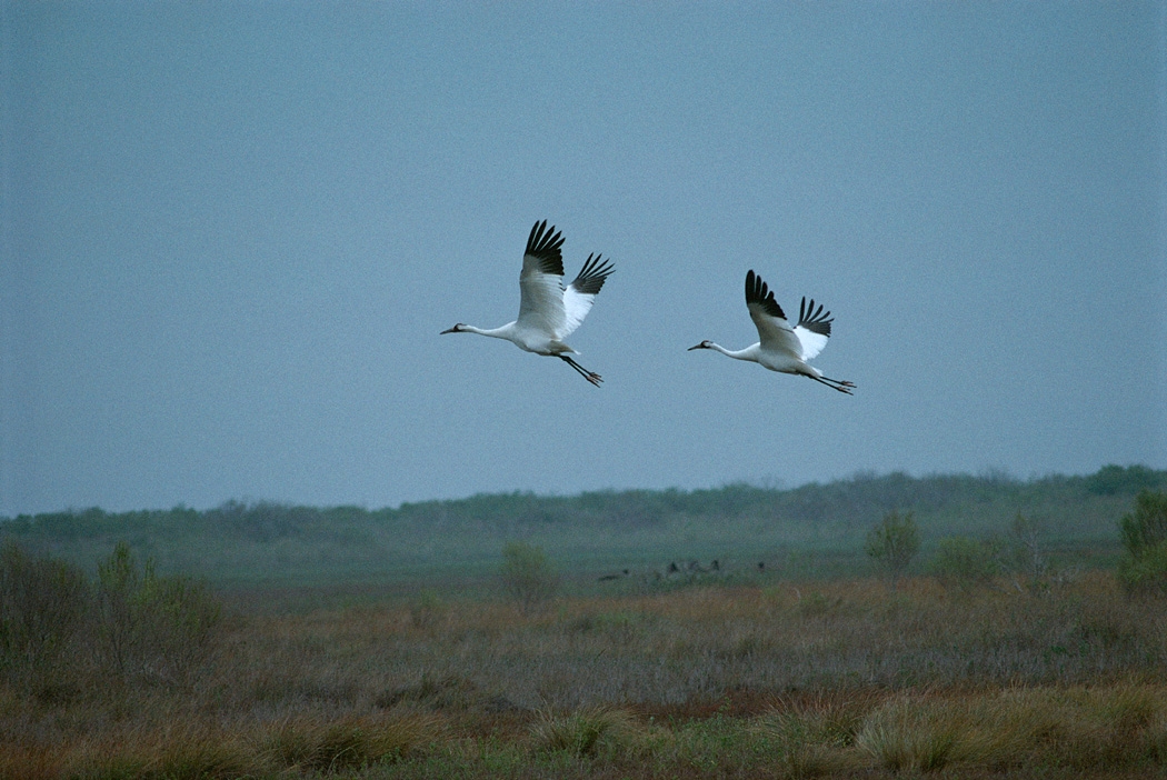 3500-whoopers1