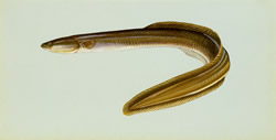 american-eel-USFWS