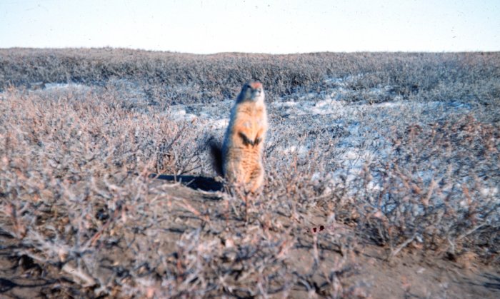arctic-ground-squirrel-NOAA
