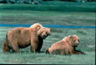 bears-USF-and-W