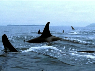 blackfish-publicity-photo-2