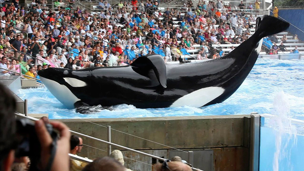 blackfish-publicity-photo