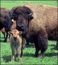 buffalo-fermi