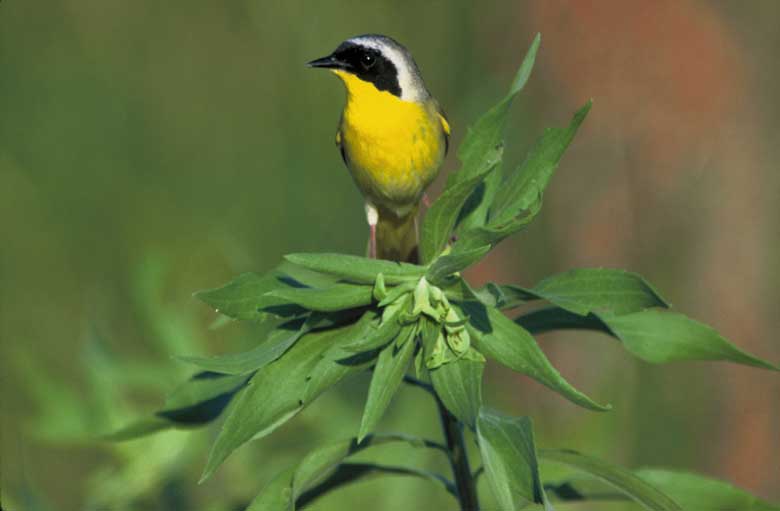Common-Yellowthroat-USFWS