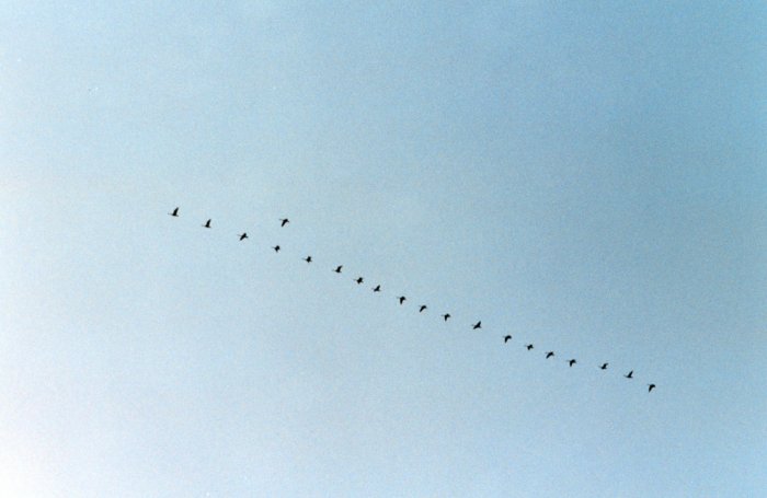 geese-in-v