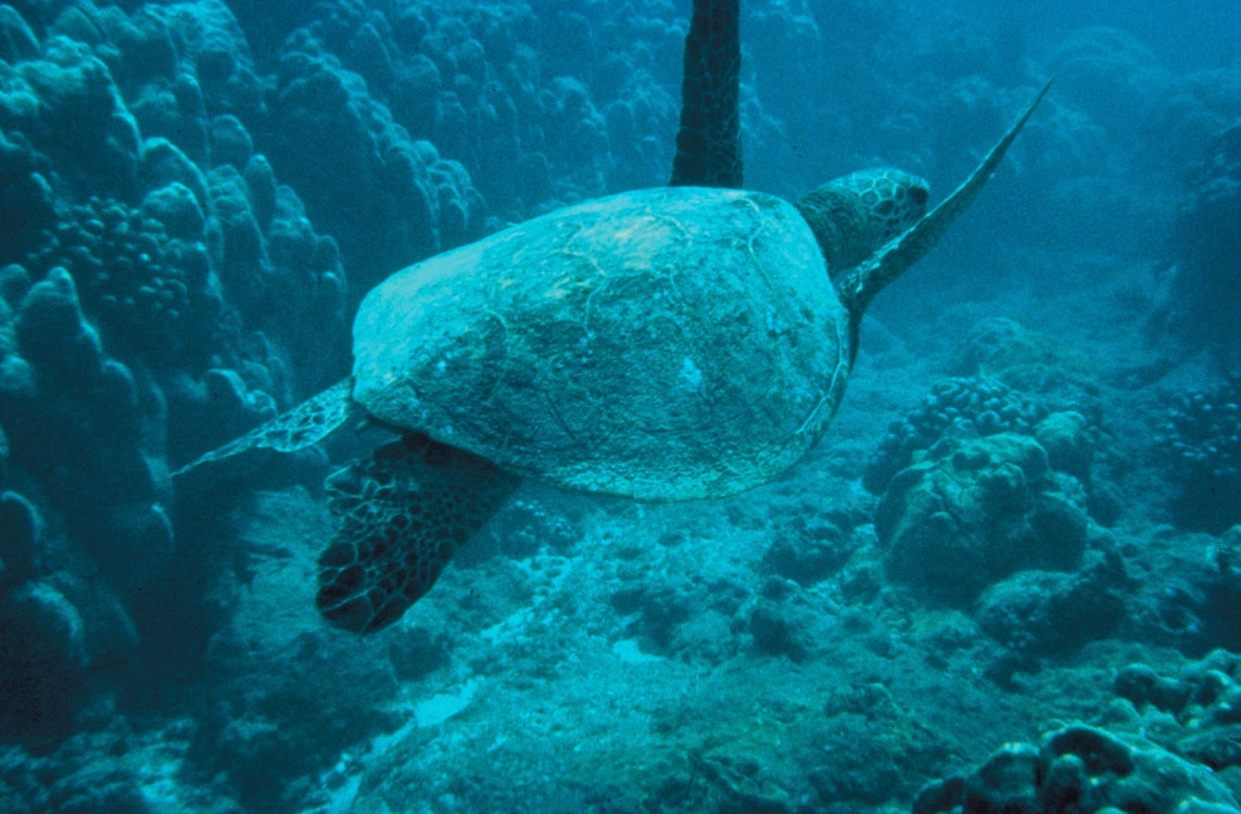 green-sea-turtle