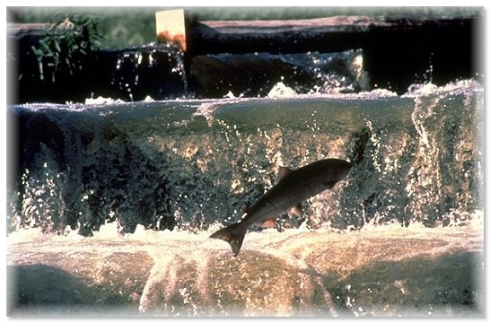 jumping-salmon-usfws