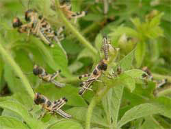 locusts-eating-USAID