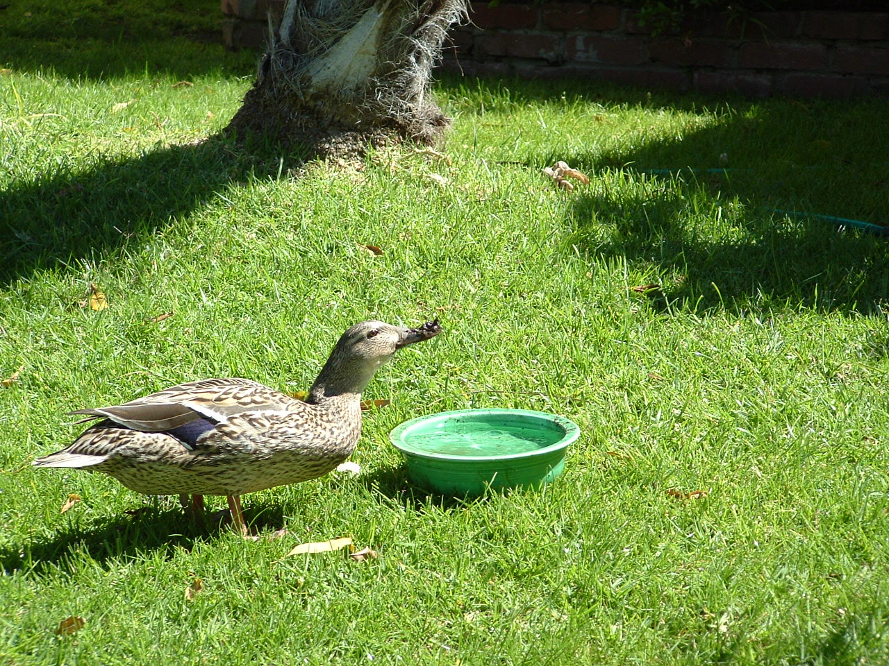 mallard-JAF