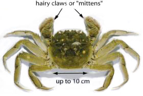 mitten-crab