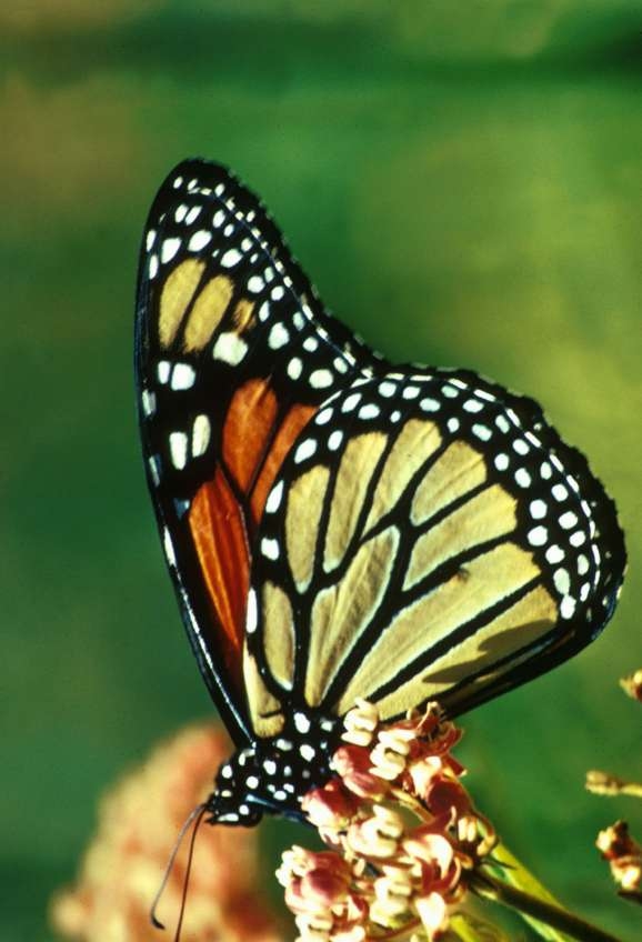 monarch1