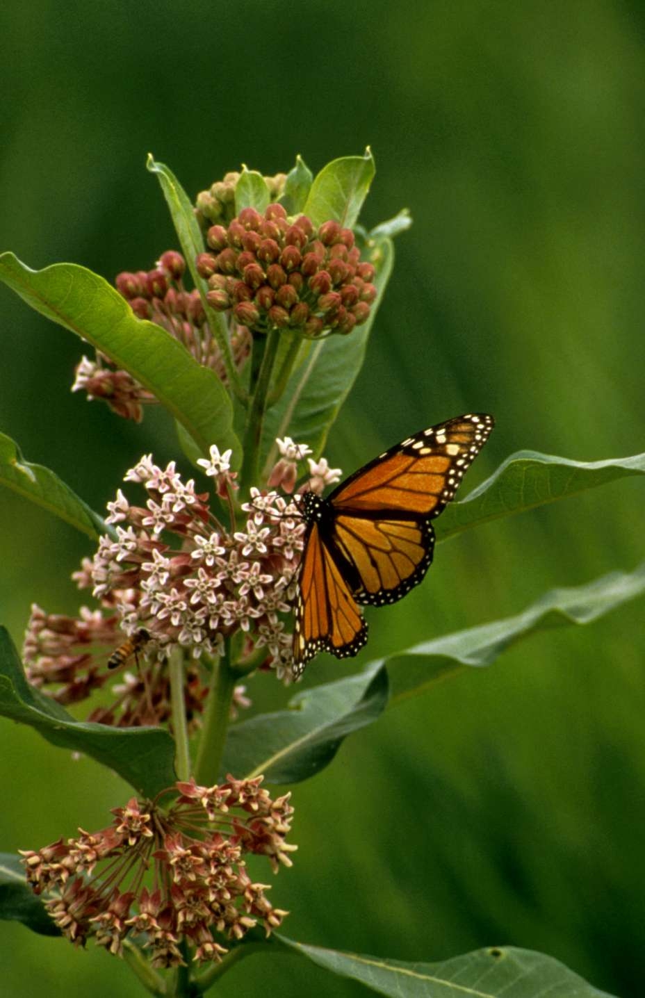 monarch2