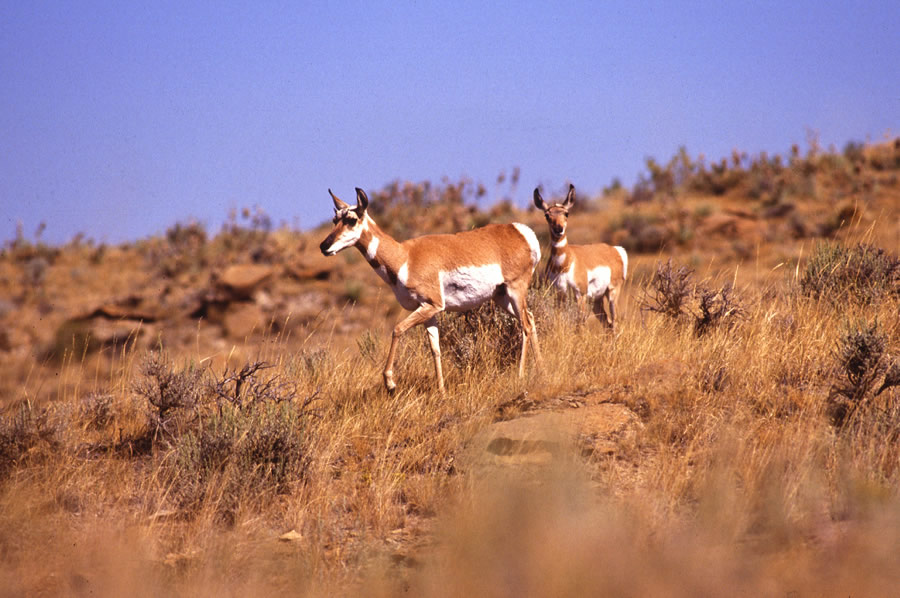 pronghorn-nps