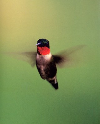Ruby-throated-hummingbird