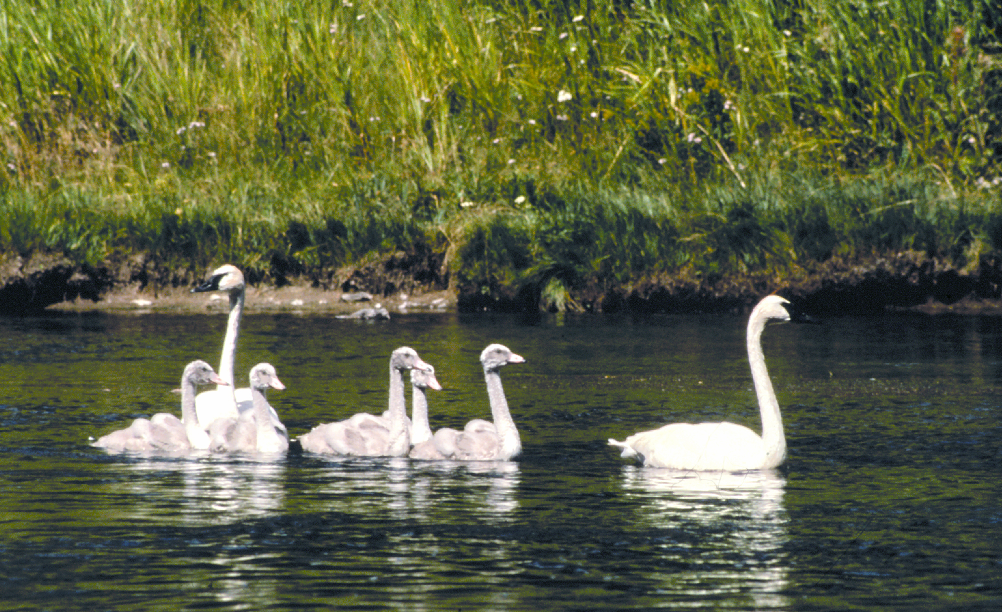 swans-nps