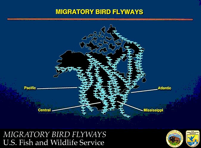 us-flyways