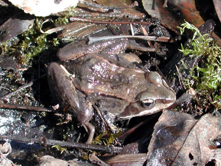 wood-frog